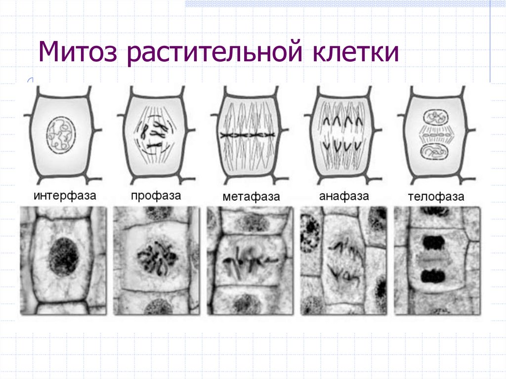 Схема митотического цикла в кончике корешка лука