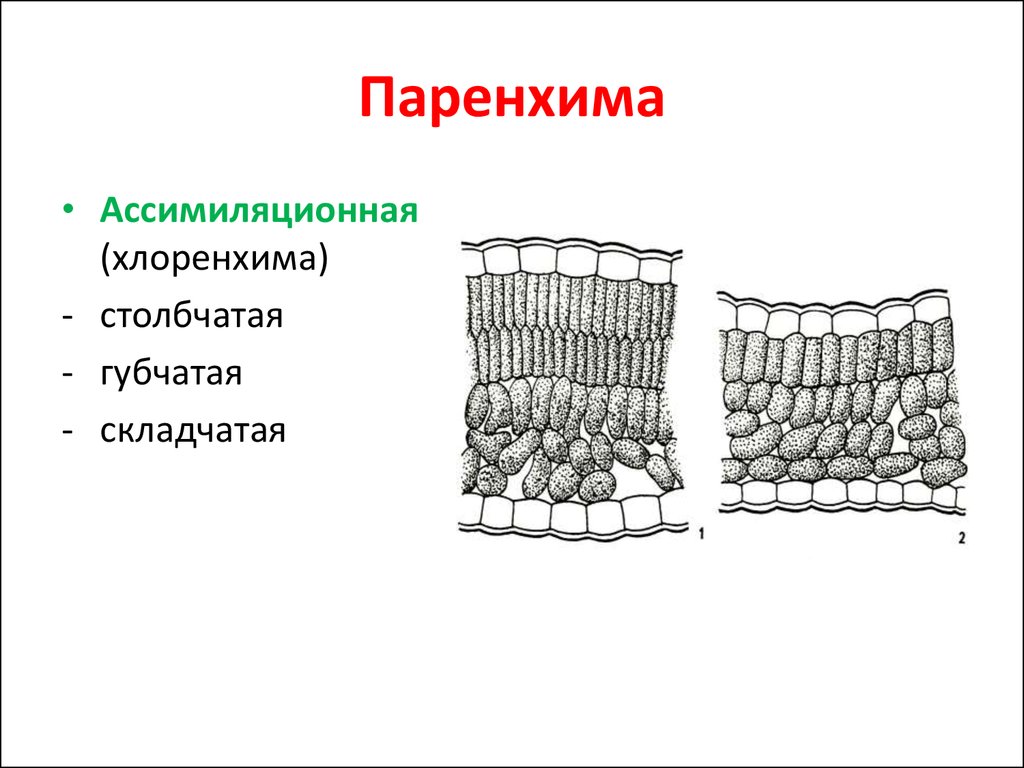 Что такое паренхима. Столбчатая хлоренхима ткань. Ассимиляционная паренхима (хлоренхима). Основная ткань хлоренхима. Ассимиляционная ткань (хлоренхима).