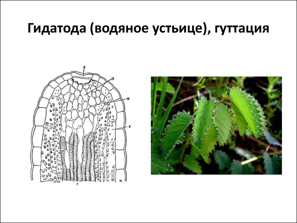 Основная ткань желез