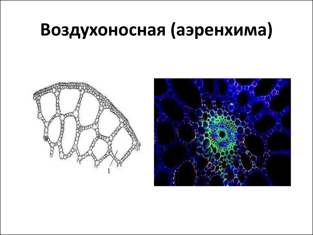 Хорошо развита воздухоносная ткань