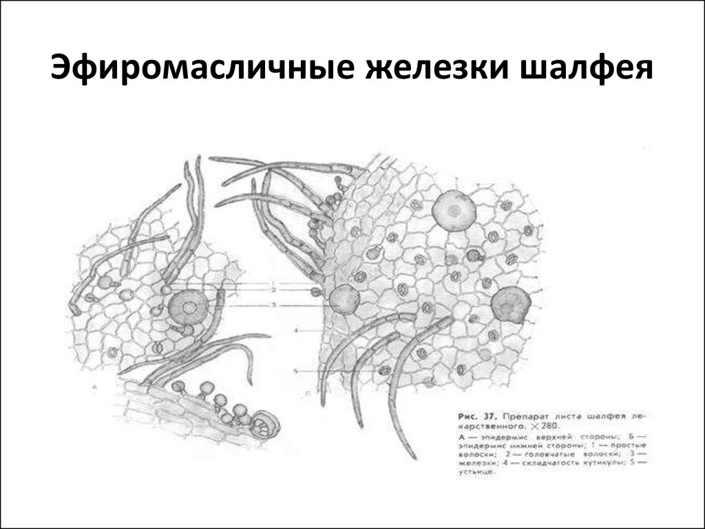 Микроскопия мяты