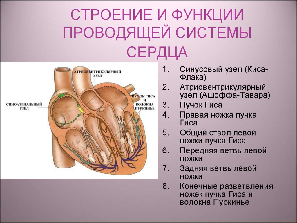 Проводимая система сердца. Синоатриальный узел сердца функции. Строение сердца и проводящей системы сердца. Строение сердца человека узлы. Сердце строение и функции.