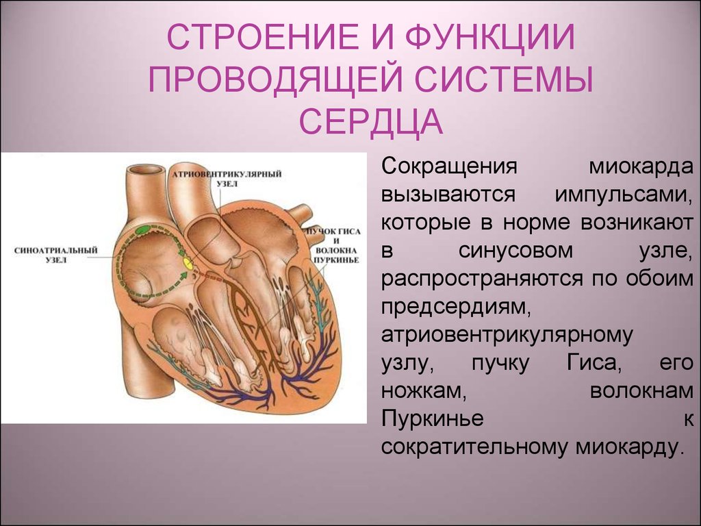 Сердце функции. Функции миокарда сердца. Сердце строение и функции. Функции проводящей системы сердца. Проводящая система сердца анатомия.