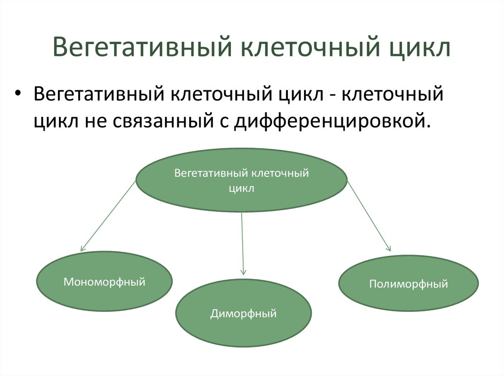Вегетативный клеточный цикл