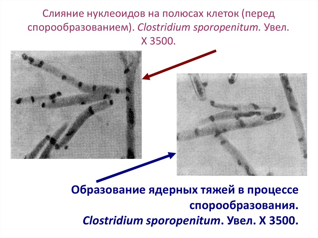 Слияние нуклеоидов на полюсах клеток (перед спорообразованием). Clostridium sporopenitum. Увел. X 3500.