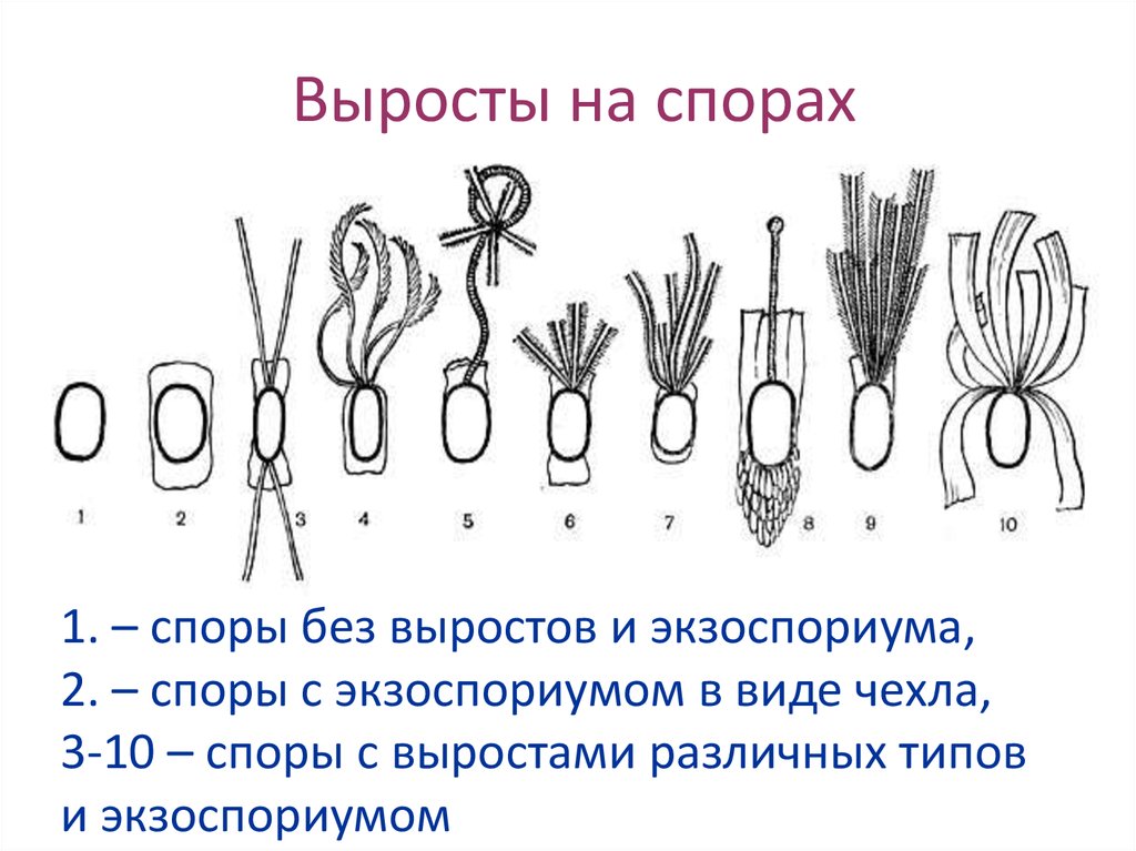 Выросты на спорах