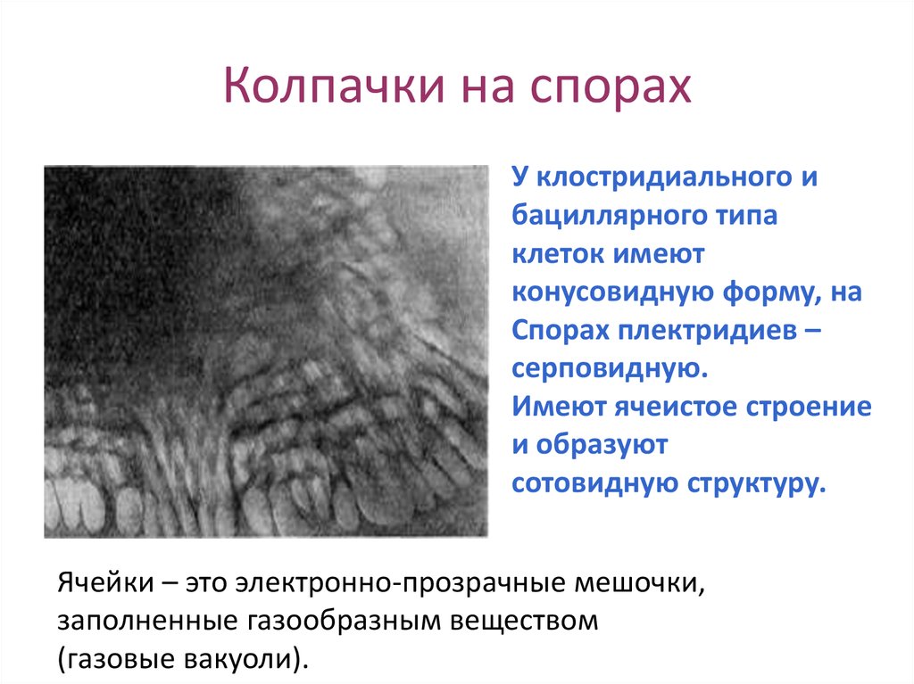 Колпачки на спорах