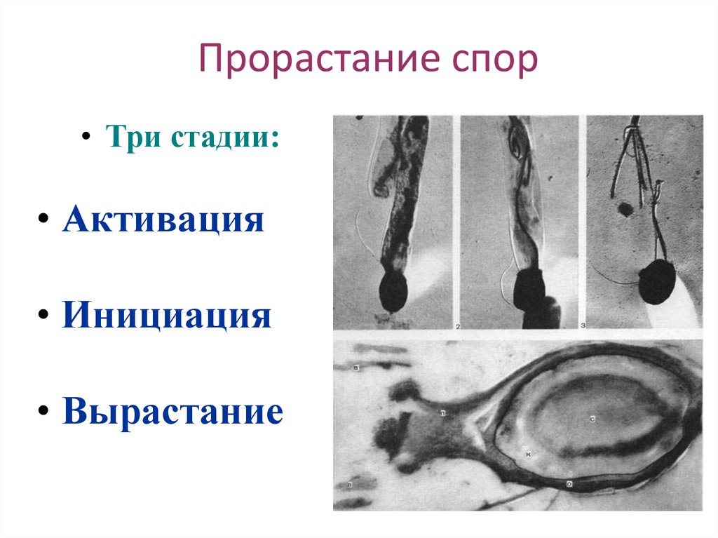 Стадии спора. Прорастание спор. Процесс прорастания споры. Прорастание спор бактерий. Стадии прорастания спор.