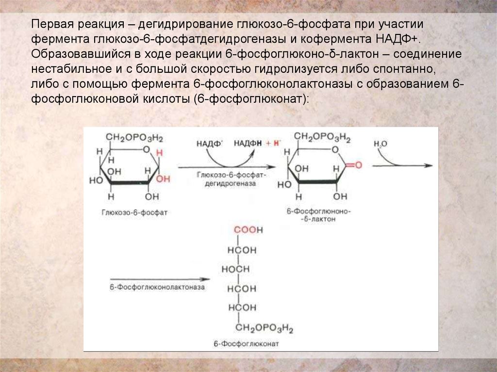 Глюкозо 6 фосфат дегидрогеназа реакция. Глюкоза в глюкозо 6 фосфат реакция. Глюкозо 6 фосфат реакции. Глюкозо 6 фосфат НАДФ.