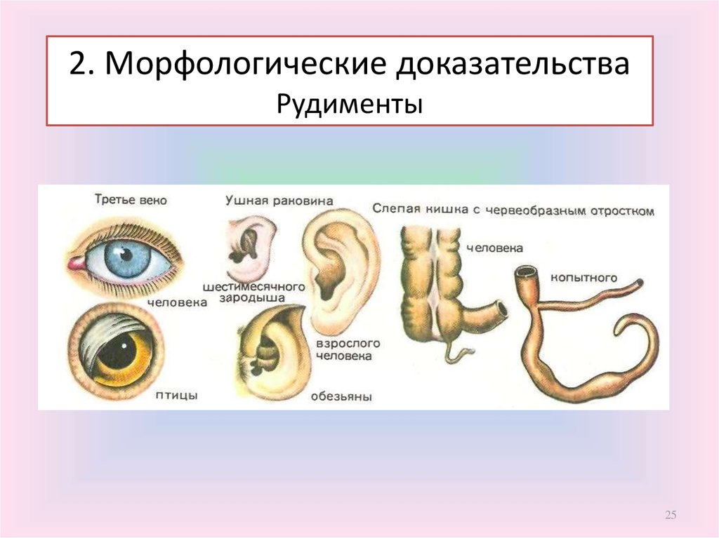 Рудименты органы примеры