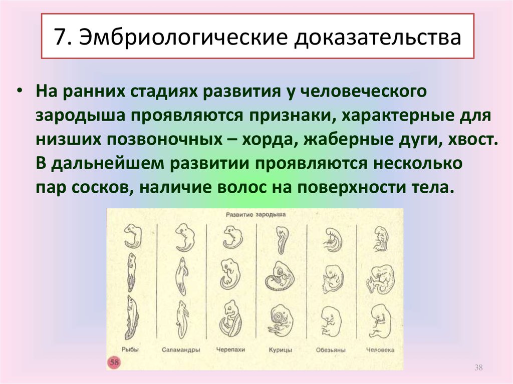 Эмбриологические доказательства. Эмбриологические доказательства животного происхождения.