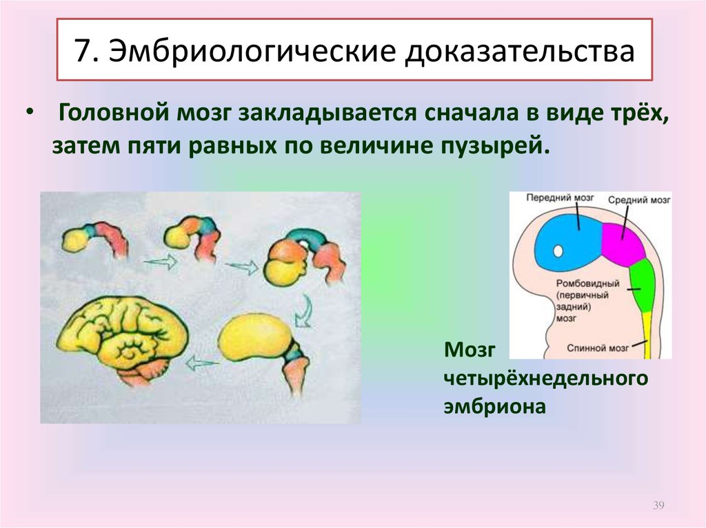 Эмбриологические доказательства животного происхождения человека