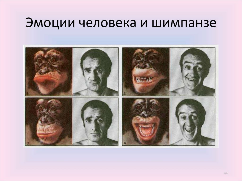 Отличия эмоций человека от эмоций животного. Мимика обезьяны и человека. Эмоции шимпанзе и человека. Сходство человека и обезьяны. Выражение эмоций у человека и животных.