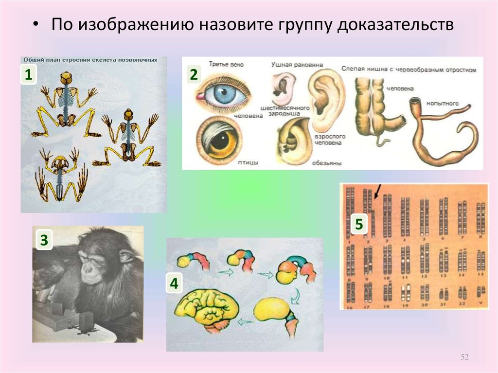 Тест по биологии возникновение жизни на земле