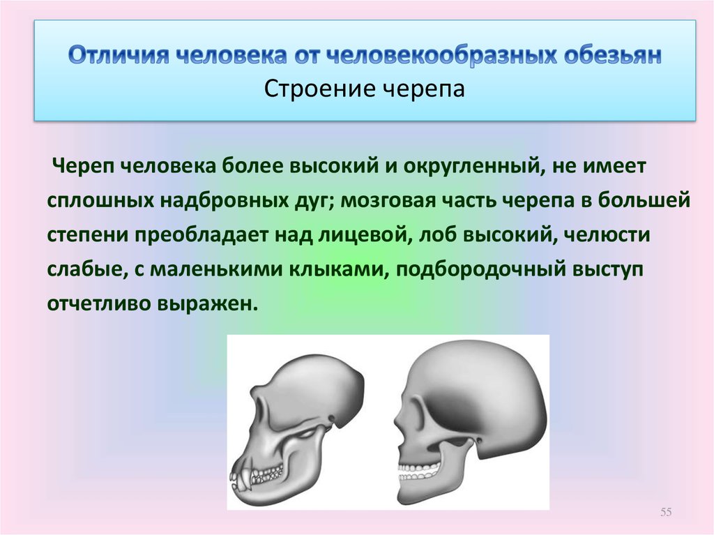 Что отличает человекообразную. Отличия черепа человека от человекообразной обезьяны. Череп человека отличается от черепа человекообразных обезьян. Череп человекообразной обезьяны. Строение черепа человека и человекообразной обезьяны.