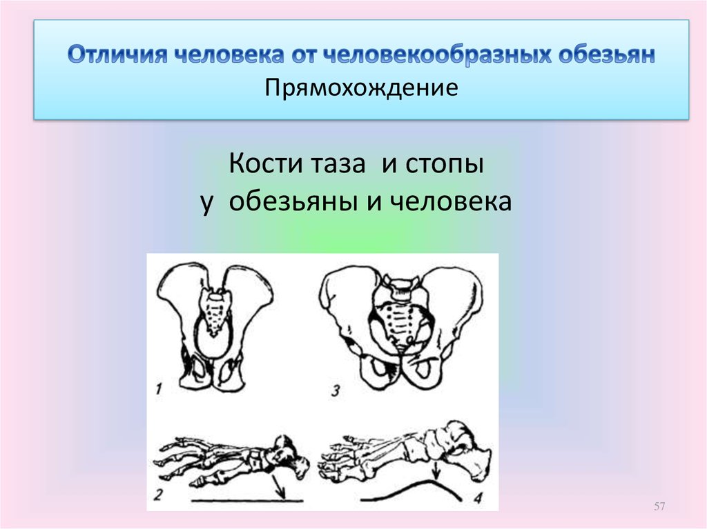 Что отличает человека от человекообразных обезьян общий план строения