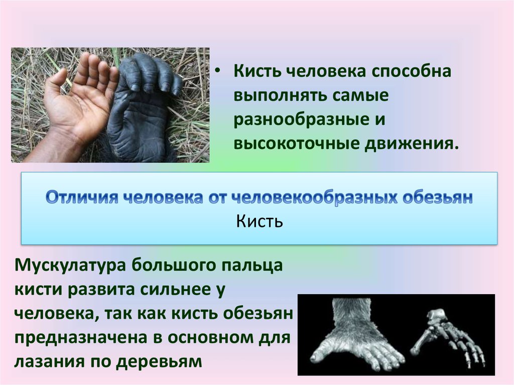 Шимпанзе отличается от человека. Отличие руки обезьяны и человека. Отличия человека и человекообразных обезьян. Различия человека от человекообразных обезьян. Кисть обезьяны и человека.