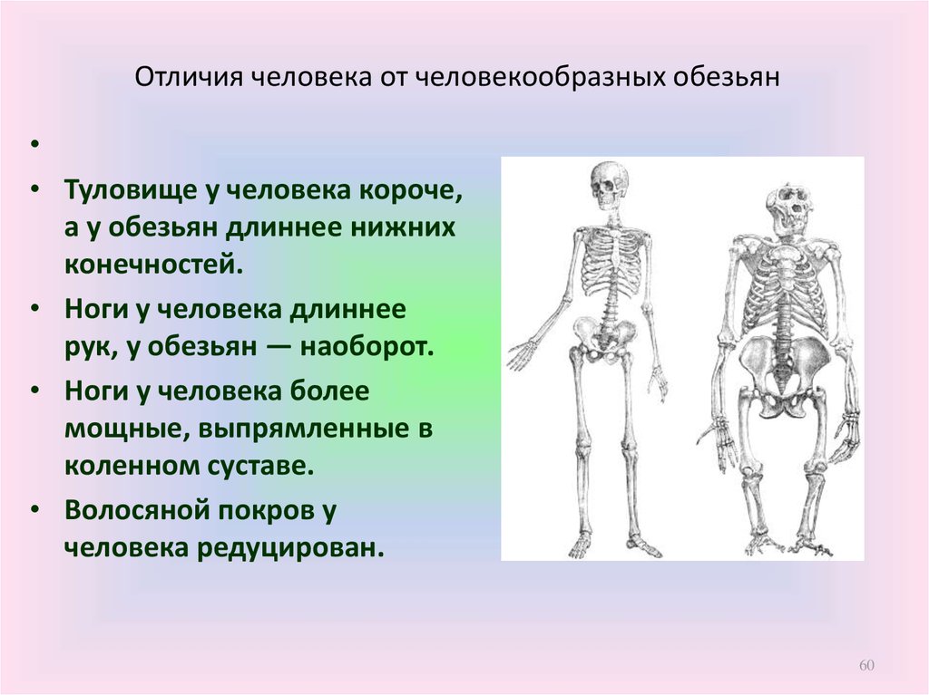 Черты сходства человека и человекообразных