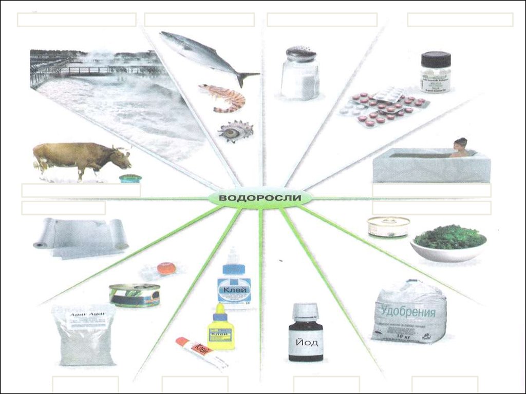 Водоросли в жизни человека. Использование водорослей. Схема использования водорослей. Применение водорослей в жизни человека. Водоросли в жизни человека схема.