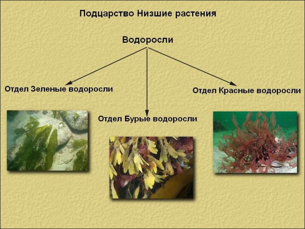 Разнообразие водорослей биология. Водоросли их разнообразие. Водоросли их разнообразие в природе. Водоросли их разнообразие и значение в природе. Презентация на тему водоросли.