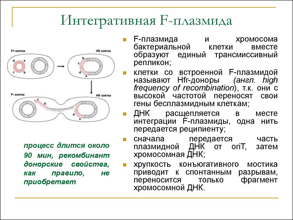 Гибридизация плазмид. Репликация плазмид бактерий. Интегративная плазмида. HFR плазмида. Плазмида бактериальной клетки.
