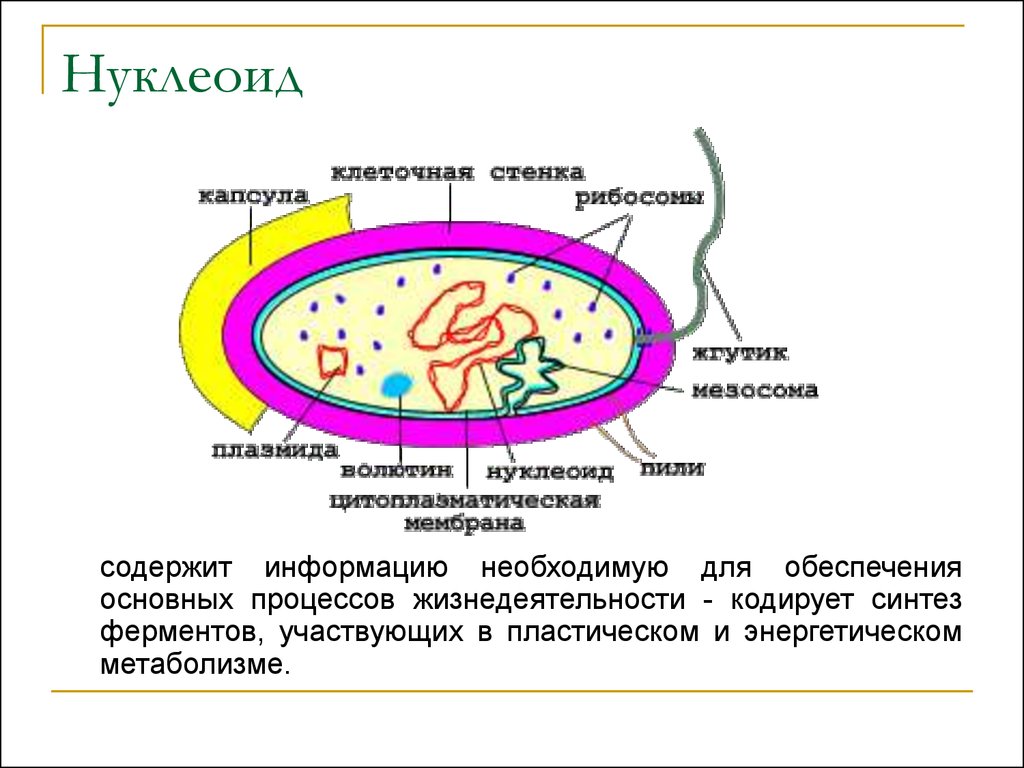 Прокариоты наследственная информация