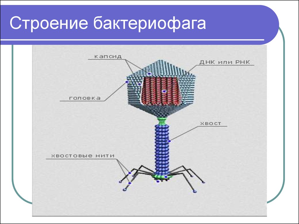 Клетка бактериофага. Капсид бактериофага. Строение вируса бактериофага. Вирус бактериофаг 5 класс биология. Бактериофаг ДНК или РНК.