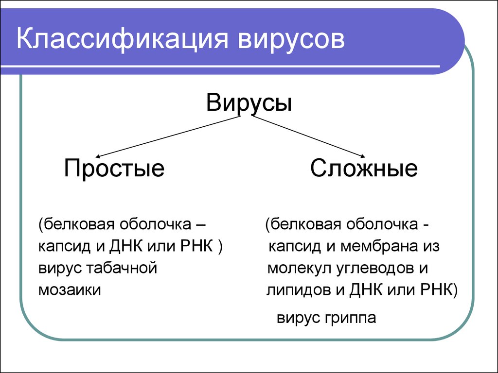 Классификация вирусов презентация