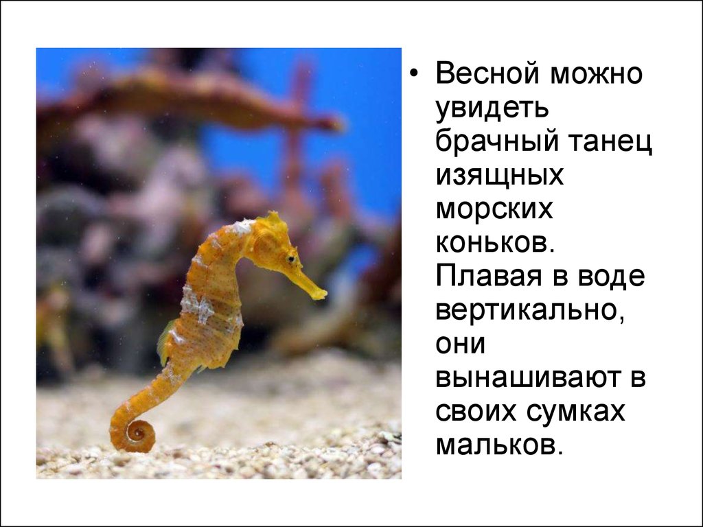 Фото Морских Обитателей Черного Моря