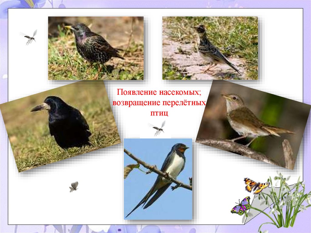Первые птицы весны названия и фото