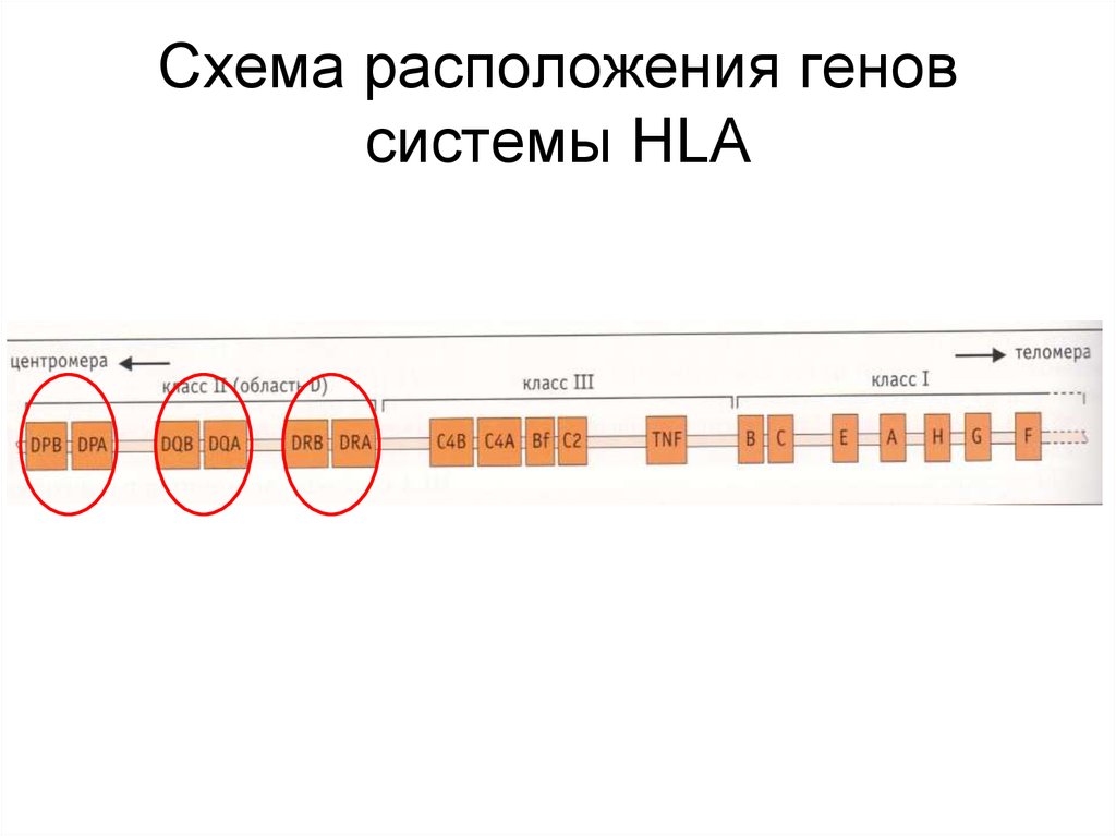 Генетическая карта локуса