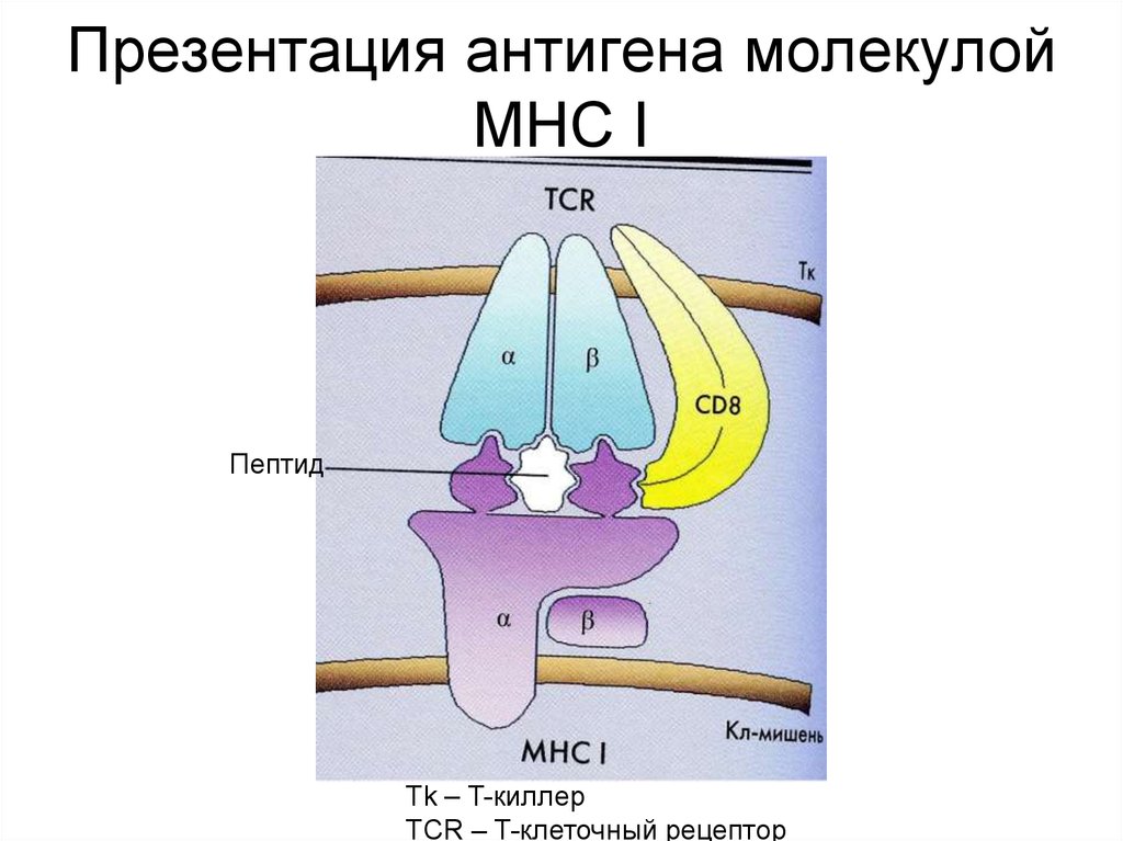 Презентация антигенов это