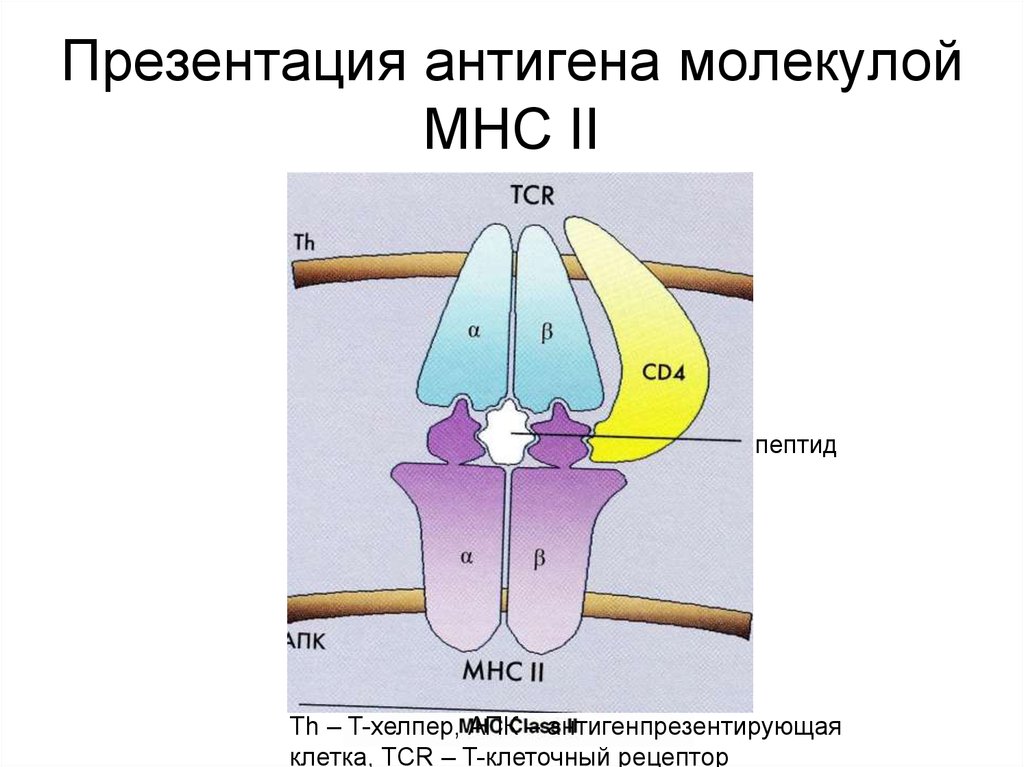 К презентации антигена способны