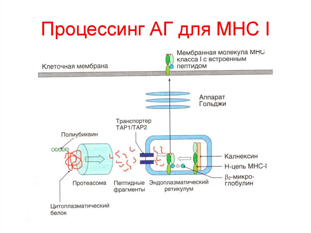 Процессинг синтез. Процессинг АГ для МНС 1 схема. Процессинг АГ MHC II. MHC главный комплекс гистосовместимости. Процессинг АГ для MHC 1.