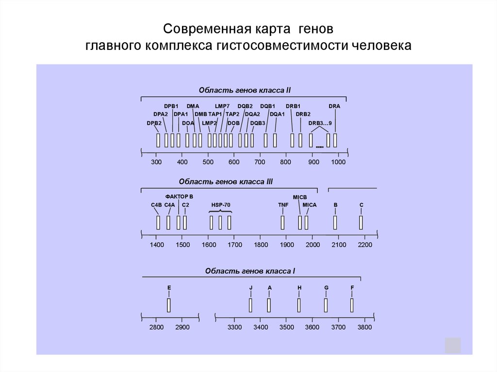 Генетическая карта локуса