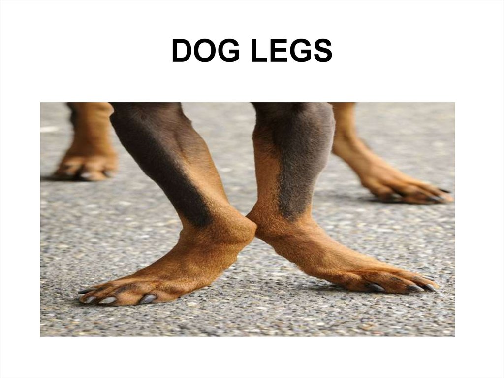 DOG LEGS