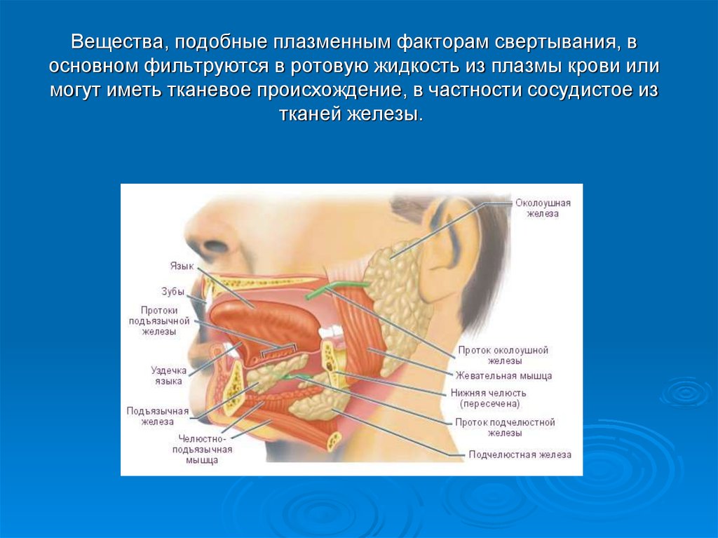 Железа языка. Миксома ротовой полости. Общая характеристика ротовой полости. Ротовая полость функции в дыхании. Ротовая полость животных особенности.