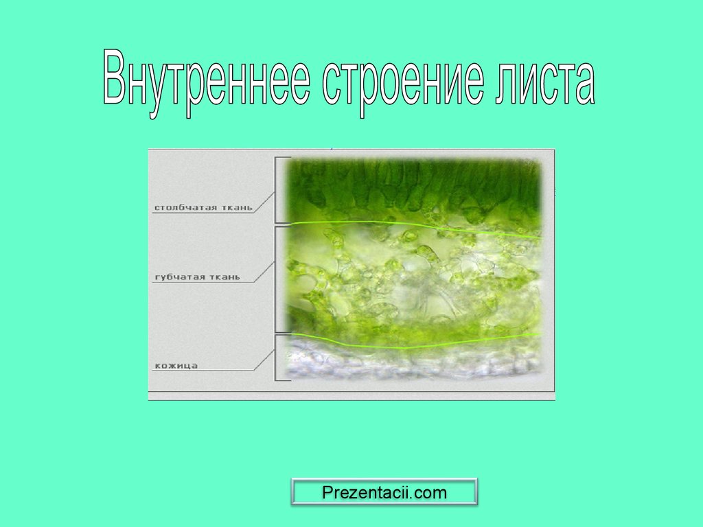 Лист внутреннее строение презентация