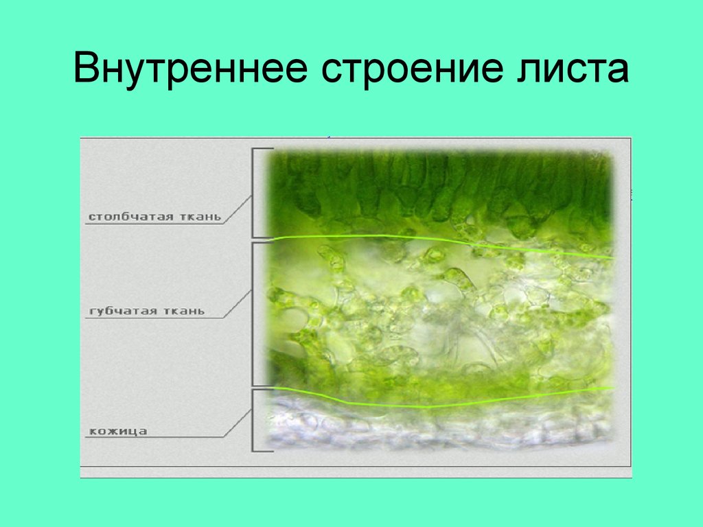 Внутреннее строение листа 6 класс презентация