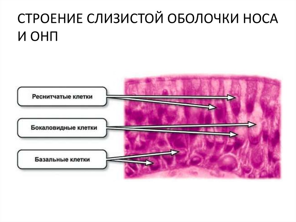 Слизистая оболочка носа