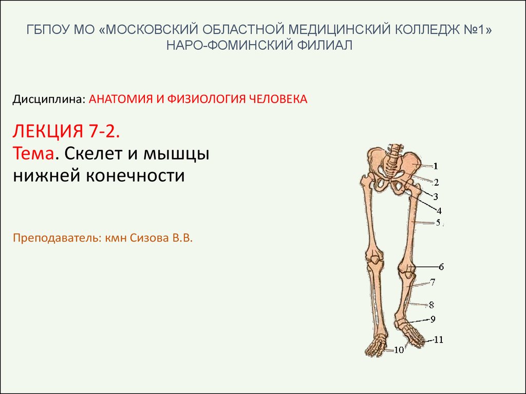 7 скелет конечностей. Скелет нижней конечности пояс нижней конечности. Пояс нижних конечностей человека. Скелет нижней конечности лекция. Нижние конечности человека.