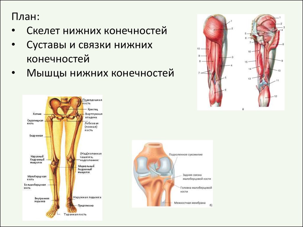 Анатомия нижней конечности человека. Строение суставов нижней конечности анатомия. Скелет нижней конечности коленный сустав. Мышцы нижней конечности конечности анатомия. Кости и мышцы нижних конечностей.