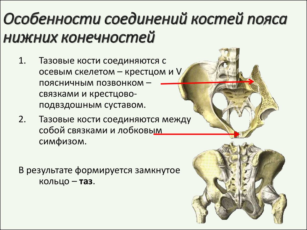 Соединения конечностей и поясов. Крестцово копчиковый сустав классификация. Кости крестцово подвздошного сустава. Соединение костей пояса нижних конечностей. Крестцово-подвздошный сустав соединение костей.