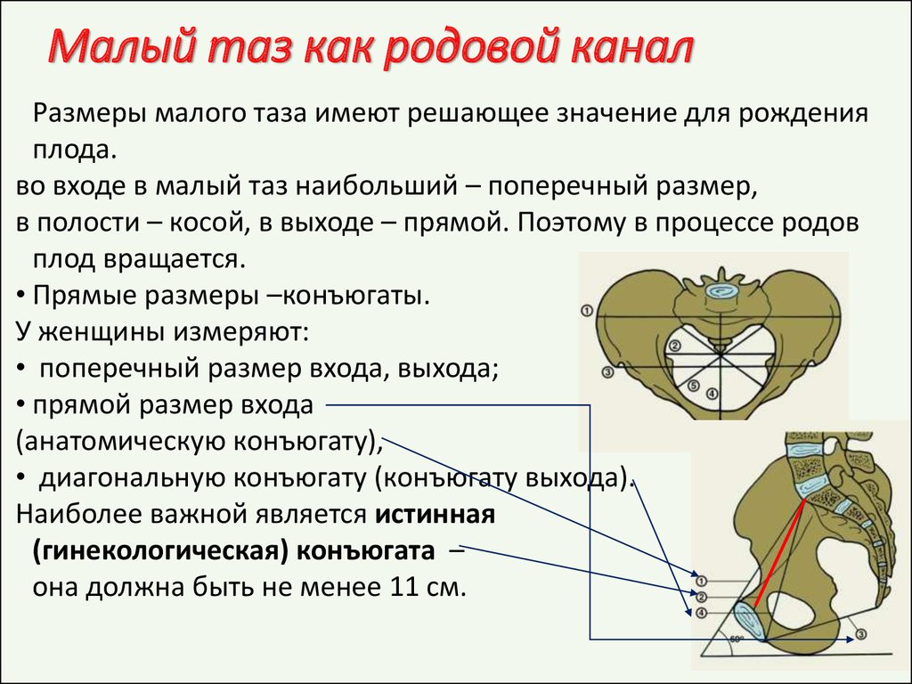 17 31 значение. Малый таз. Большой таз и малый таз. Полость женского таза. Размеры малого таза.