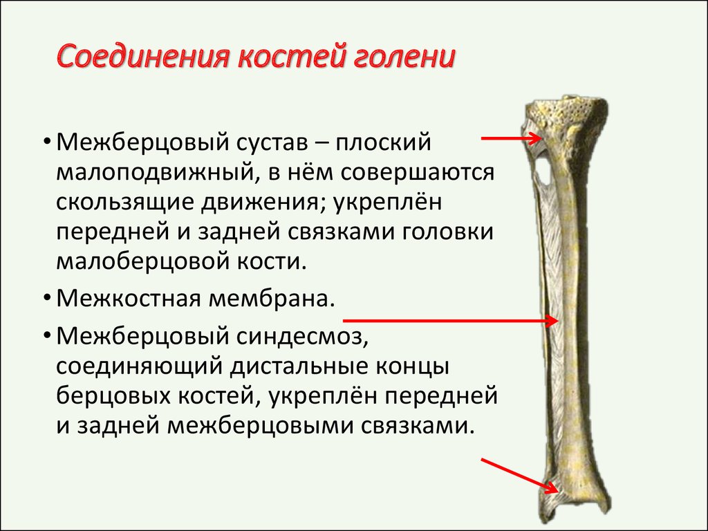 Тип соединение бедренной кости