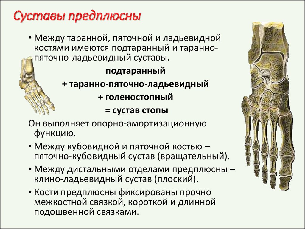 Сустав образован костями. Форма соединения костей предплюсны. Форма соединения костей предплю. Поперечный сустав предплюсны классификация. Предплюсно-плюсневые суставы.