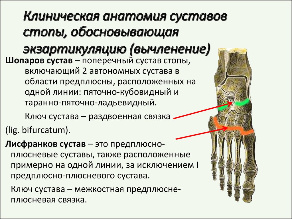 Топографическая анатомия стопы презентация