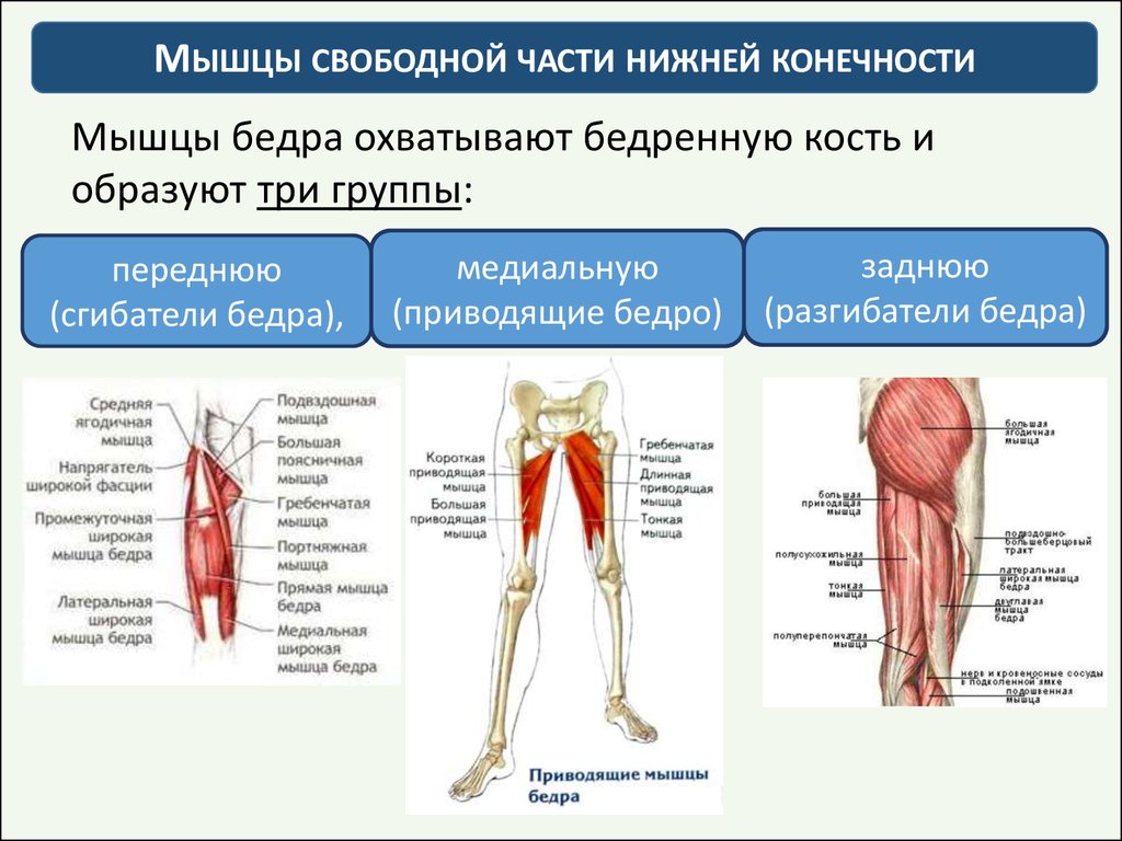 Мышцы нижних конечностей стопы. Мышцы бедра передняя задняя медиальная группа. Мышцы разгибатели тазобедренного сустава. Передняя группа мышц бедра сгибатели. Три группы мышц бедра передняя медиальная задняя.