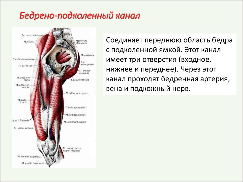 Бедренная ямка. Мышцы голени топографическая анатомия. Бедренно подколенный канал топография. Голеноподколенный канал входное отверстие. Подвздошно гребенчатая борозда топография.