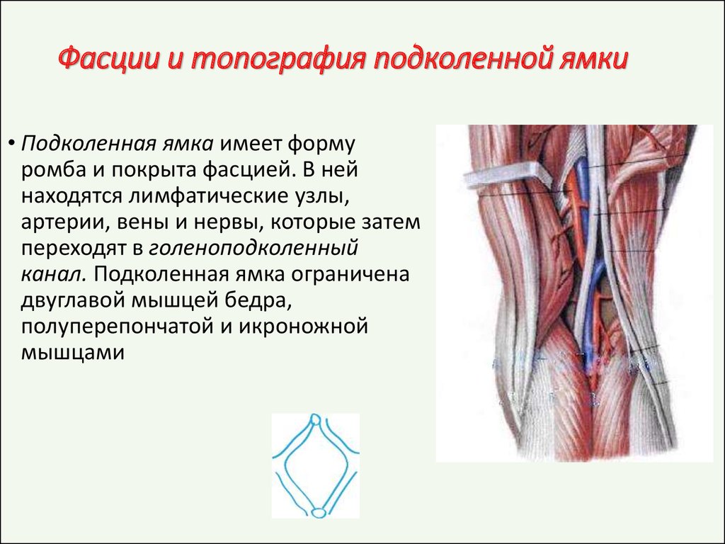 Подколенно бедренного. Послойное строение подколенной ямки. Коленная ямка топографическая анатомия. Нервы подколенной ямки анатомия.